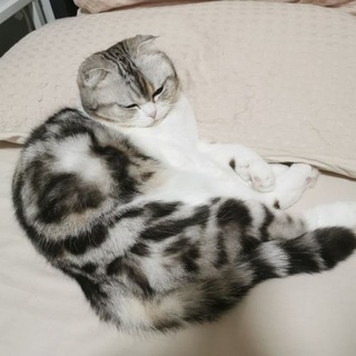 老刘VPS测评通知