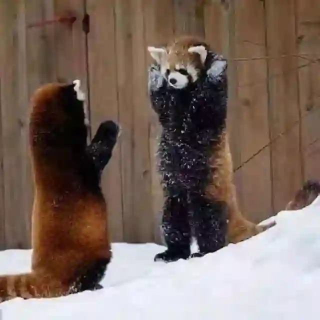 小熊猫的交易之路